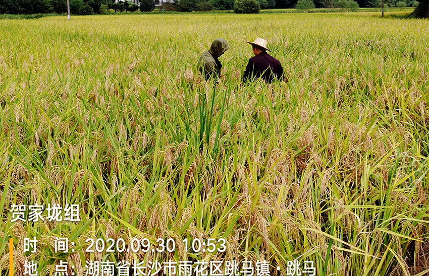 2020年長沙市雨花區(qū)農(nóng)業(yè)農(nóng)村局受污染耕地安全利用采購項目