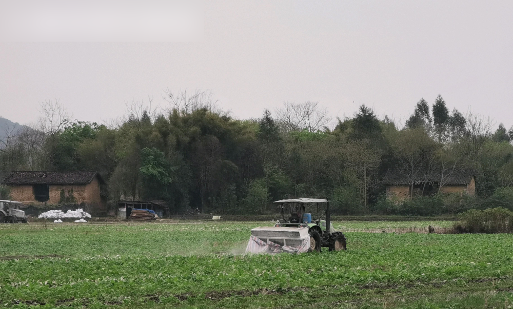 粵西某縣受污染耕地安全利用項目